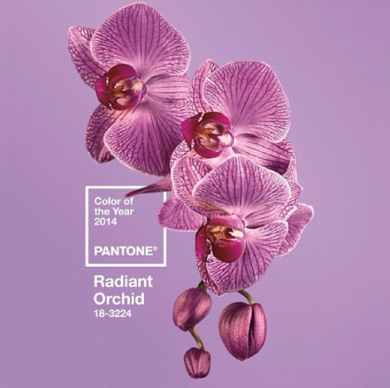 Blog-pantone-color-of-the-year-2014